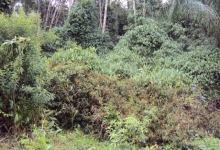 VENDO TERRENO NO PARQUE - ITAPOÁ SC