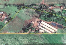 Granja de Suinos