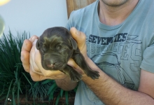 Filhotes de Labrador Cor Chocolate, 6 fêmeas e 2 machos.