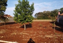 Lote em Nova Santa Rosa