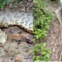 Cobra de quase 7 metros foi encontrada morta (Foto: Reprodução ) 