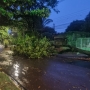 Queda de árvores pela cidade, inclusive em veículos (Foto: Toledo News ) 