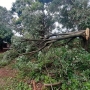 Em uma propriedade rural na Sanga Tupi, várias árvores e galhos caíram, além de destelhamento na estrebaria (Foto: Ponto da Notícia ) 