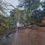 Queda de árvores pela cidade, inclusive em veículos (Foto: Toledo News ) 